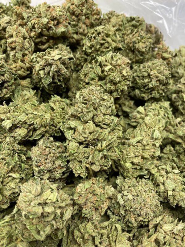 Jack Herer Strain